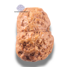 Load image into Gallery viewer, 13 Mukhi Indonesian Rudraksha - Bead No . 317

