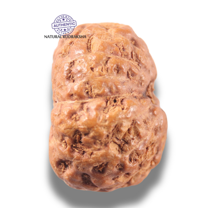 13 Mukhi Indonesian Rudraksha - Bead No . 317