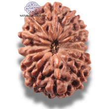 Load image into Gallery viewer, 13 Mukhi Indonesian Rudraksha - Bead No 318
