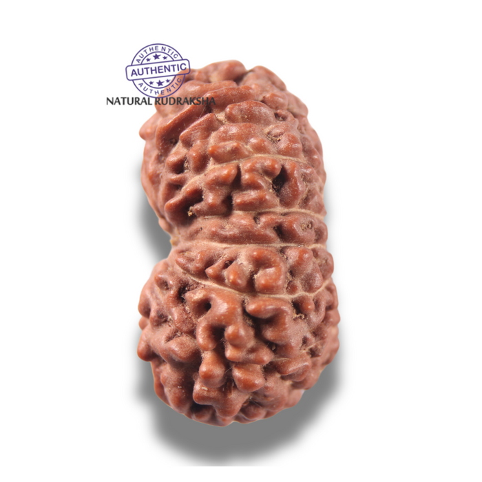 13 Mukhi Indonesian Rudraksha - Bead No 318
