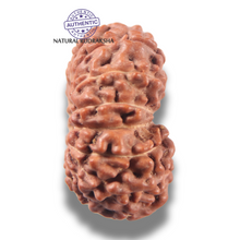 Load image into Gallery viewer, 13 Mukhi Indonesian Rudraksha - Bead No 318
