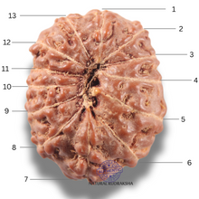 Load image into Gallery viewer, 13 Mukhi Indonesian Rudraksha - Bead No 319
