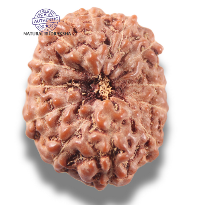13 Mukhi Indonesian Rudraksha - Bead No 319