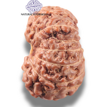 Load image into Gallery viewer, 13 Mukhi Indonesian Rudraksha - Bead No 319
