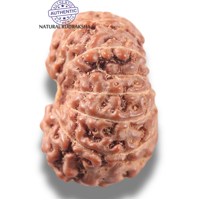 13 Mukhi Indonesian Rudraksha - Bead No 319