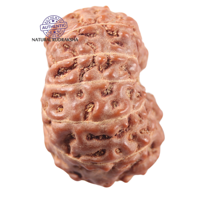13 Mukhi Indonesian Rudraksha - Bead No 319