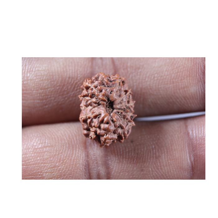 13 Mukhi Indonesian Rudraksha - Bead No 320