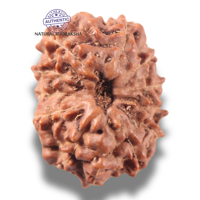13 Mukhi Indonesian Rudraksha - Bead No 320