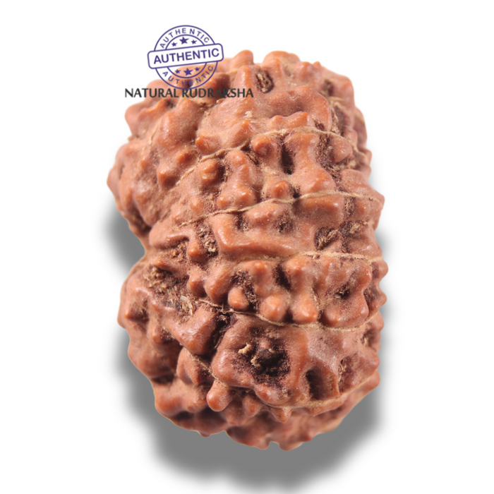 13 Mukhi Indonesian Rudraksha - Bead No 320