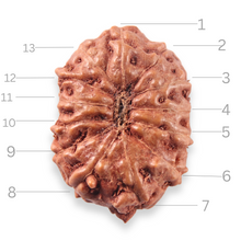 Load image into Gallery viewer, 13 Mukhi Indonesian Rudraksha - Bead No. 321
