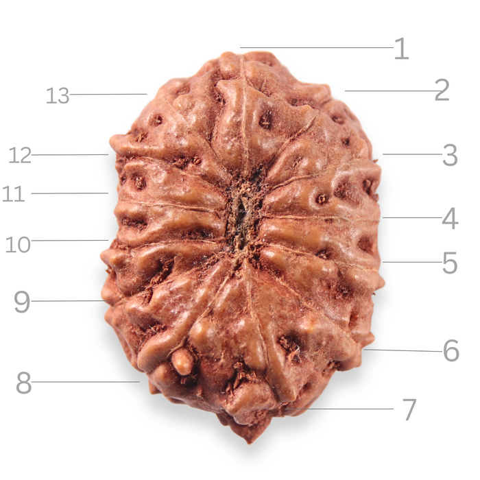 13 Mukhi Indonesian Rudraksha - Bead No. 321