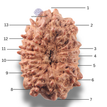 Load image into Gallery viewer, 13 Mukhi Indonesian Rudraksha - Bead No 294
