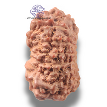 Load image into Gallery viewer, 13 Mukhi Indonesian Rudraksha - Bead No 294
