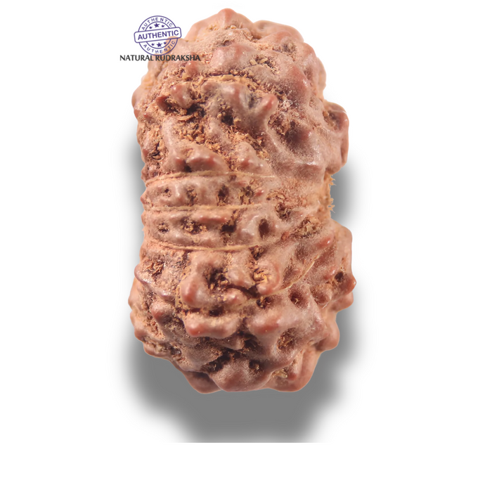 13 Mukhi Indonesian Rudraksha - Bead No 294
