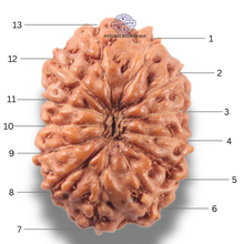 Load image into Gallery viewer, 13 Mukhi Indonesian Rudraksha - Bead No 295

