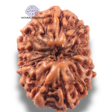 Load image into Gallery viewer, 13 Mukhi Indonesian Rudraksha - Bead No 295
