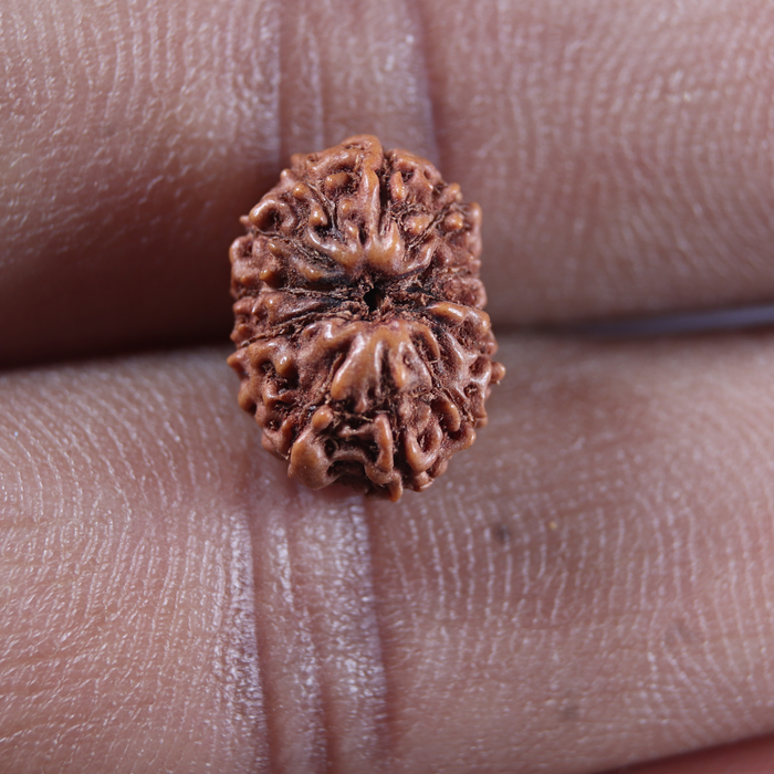 13 Mukhi Indonesian Rudraksha - Bead No 295