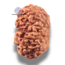 Load image into Gallery viewer, 13 Mukhi Indonesian Rudraksha - Bead No 295
