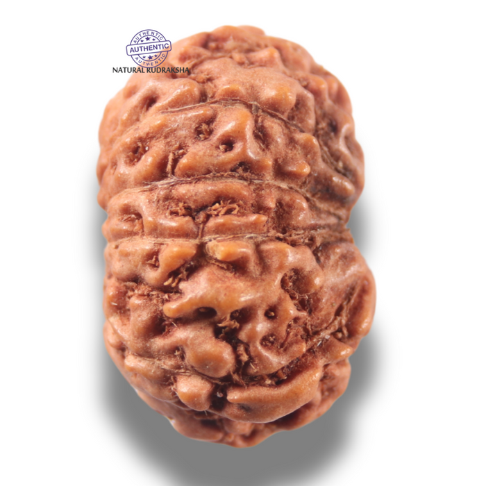 13 Mukhi Indonesian Rudraksha - Bead No 295