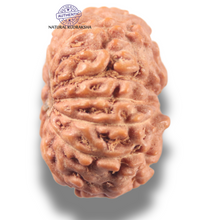 Load image into Gallery viewer, 13 Mukhi Indonesian Rudraksha - Bead No 296
