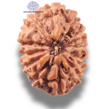 Load image into Gallery viewer, 13 Mukhi Indonesian Rudraksha - Bead No 296
