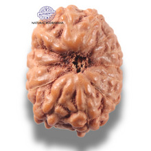 Load image into Gallery viewer, 13 Mukhi Indonesian Rudraksha - Bead No 297
