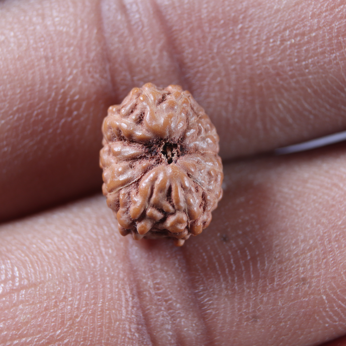 13 Mukhi Indonesian Rudraksha - Bead No 297