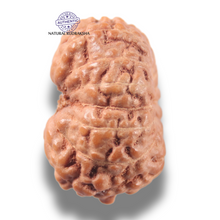 Load image into Gallery viewer, 13 Mukhi Indonesian Rudraksha - Bead No 297
