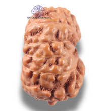 Load image into Gallery viewer, 13 Mukhi Indonesian Rudraksha - Bead No 297
