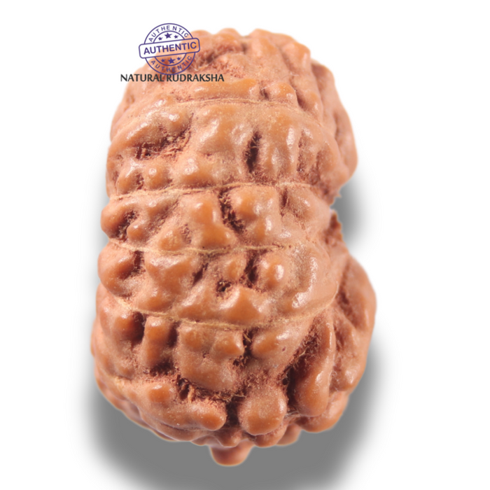 13 Mukhi Indonesian Rudraksha - Bead No 297