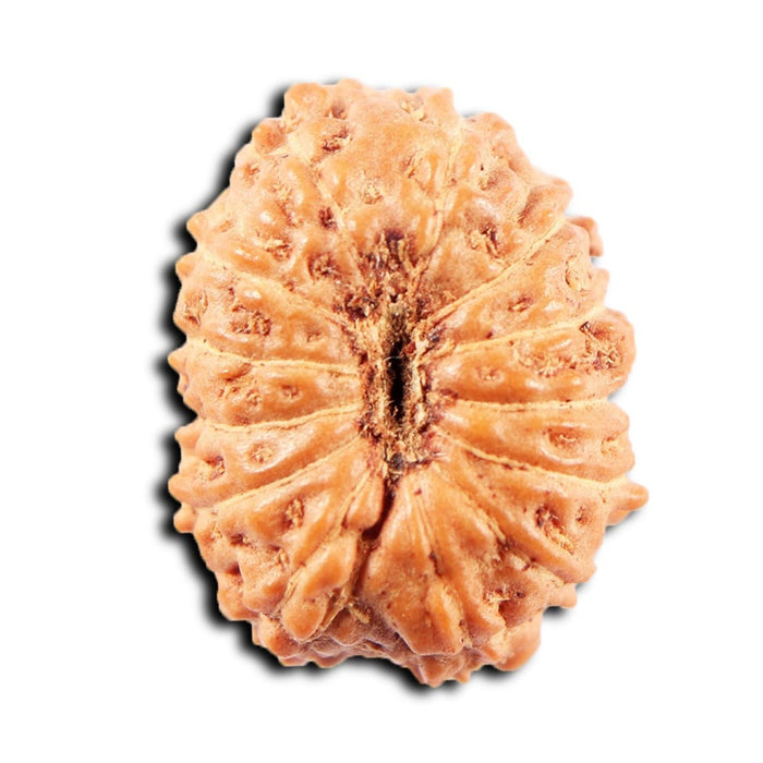 13 Mukhi Indonesian Rudraksha - Bead No 274