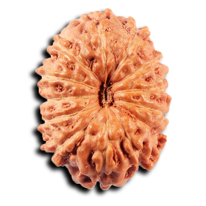 13 Mukhi Indonesian Rudraksha - Bead No 277