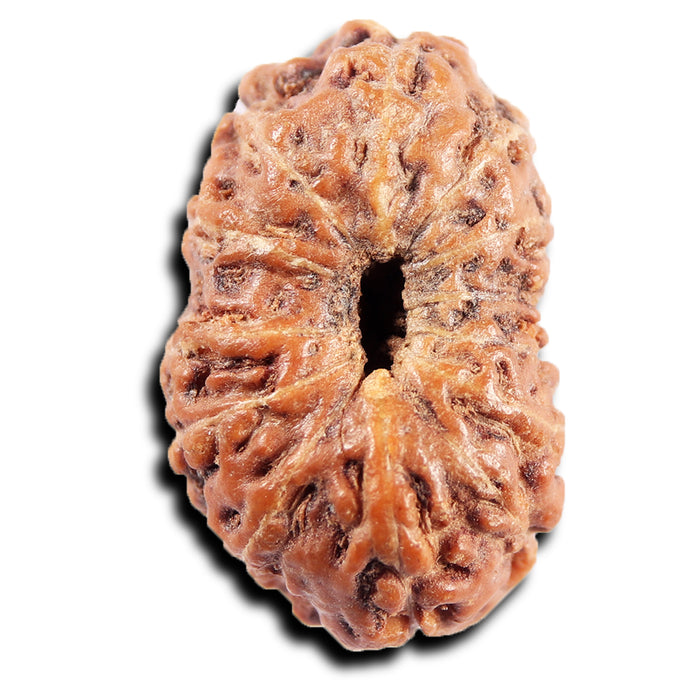13 Mukhi Indonesian Rudraksha - Bead No 278