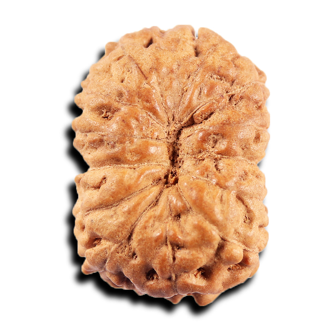 13 Mukhi Indonesian Rudraksha - Bead No 279