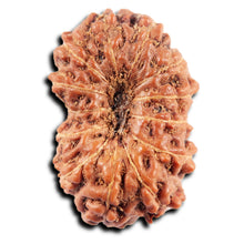 Load image into Gallery viewer, 13 Mukhi Indonesian Rudraksha - Bead No 280

