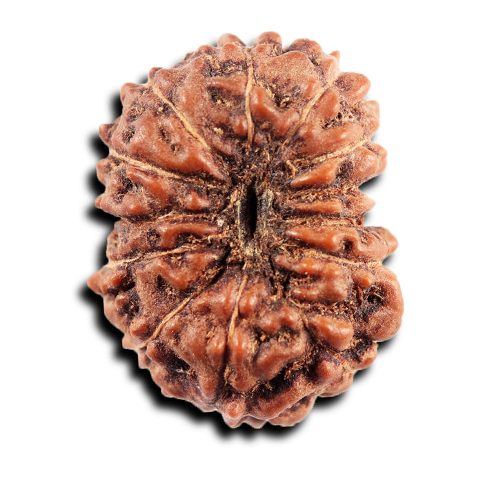 13 Mukhi Indonesian Rudraksha - Bead No 281