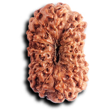 Load image into Gallery viewer, 13 Mukhi Indonesian Rudraksha - Bead No 283
