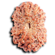 Load image into Gallery viewer, 13 Mukhi Indonesian Rudraksha - Bead No 285
