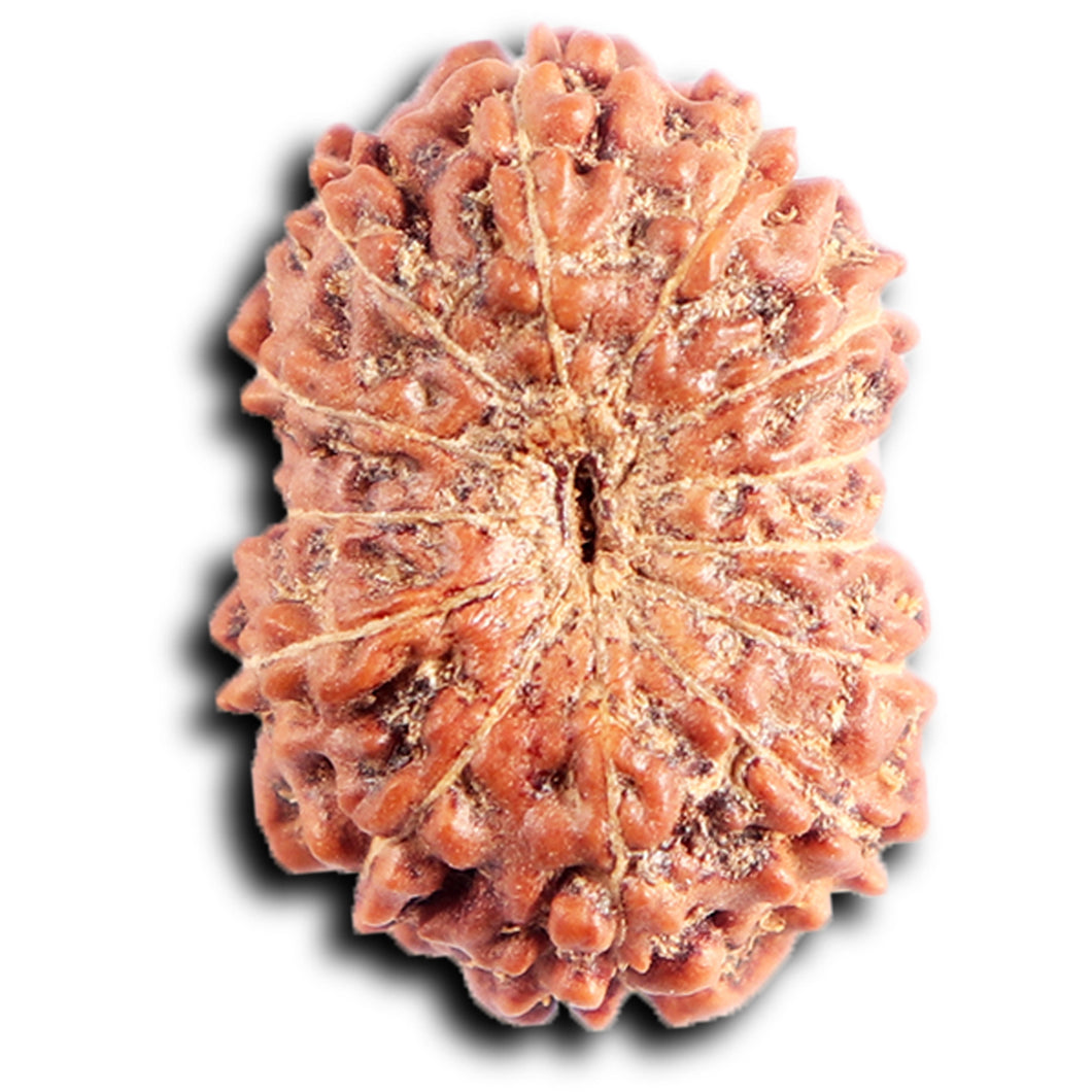 13 Mukhi Indonesian Rudraksha - Bead No 285