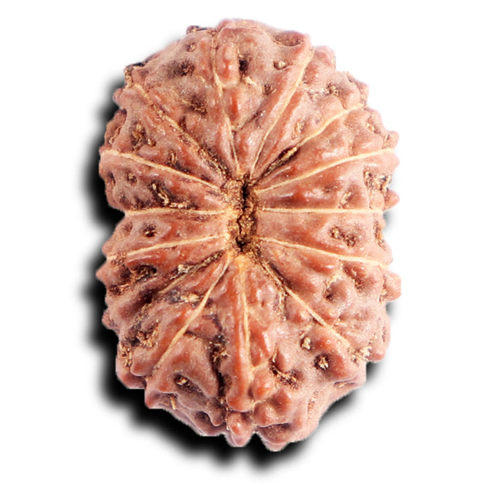 13 Mukhi Indonesian Rudraksha - Bead No. 288