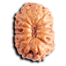 Load image into Gallery viewer, 13 Mukhi Indonesian Rudraksha - Bead No. 291
