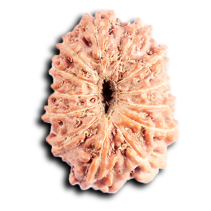 13 Mukhi Indonesian Rudraksha - Bead No 292
