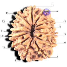 Load image into Gallery viewer, 13 Mukhi Nepalese Rudraksha - Bead No. 246
