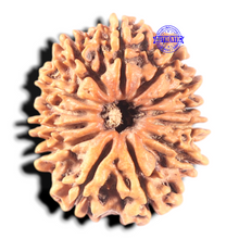 Load image into Gallery viewer, 13 Mukhi Nepalese Rudraksha - Bead No. 246
