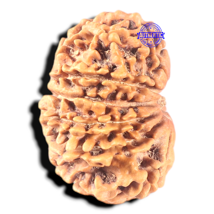 13 Mukhi Nepalese Rudraksha - Bead No. 246
