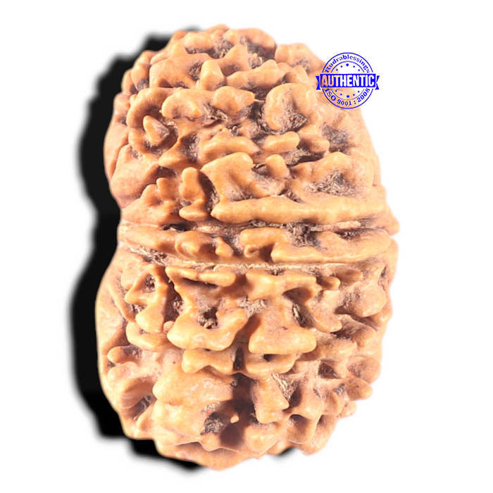13 Mukhi Nepalese Rudraksha - Bead No. 246