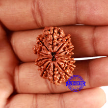 Load image into Gallery viewer, 13 Mukhi Nepalese Rudraksha - Bead No. 350
