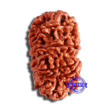 Load image into Gallery viewer, 13 Mukhi Nepalese Rudraksha - Bead No. 350
