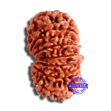 Load image into Gallery viewer, 13 Mukhi Nepalese Rudraksha - Bead No. 350
