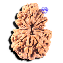 Load image into Gallery viewer, 13 Mukhi Gaurishankar Nepalese Rudraksha  - Bead No. 374
